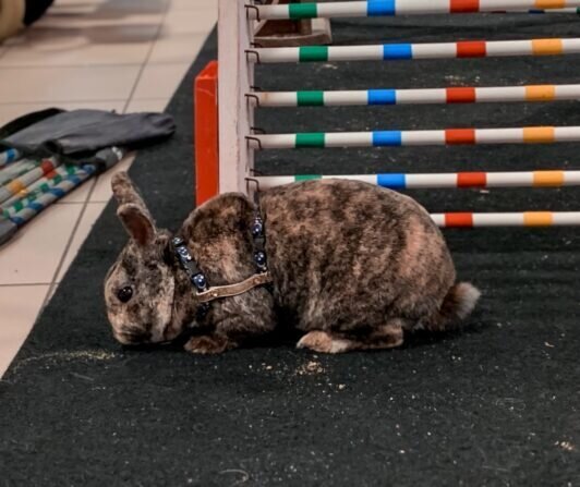 Processed with Focos