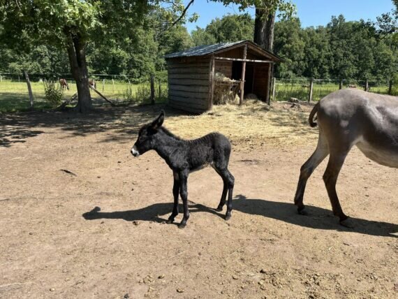 448903446_1135223260868901_7928546629899711813_n