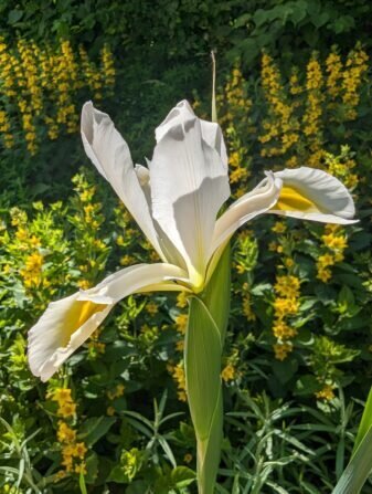 PXL_20240530_080807333