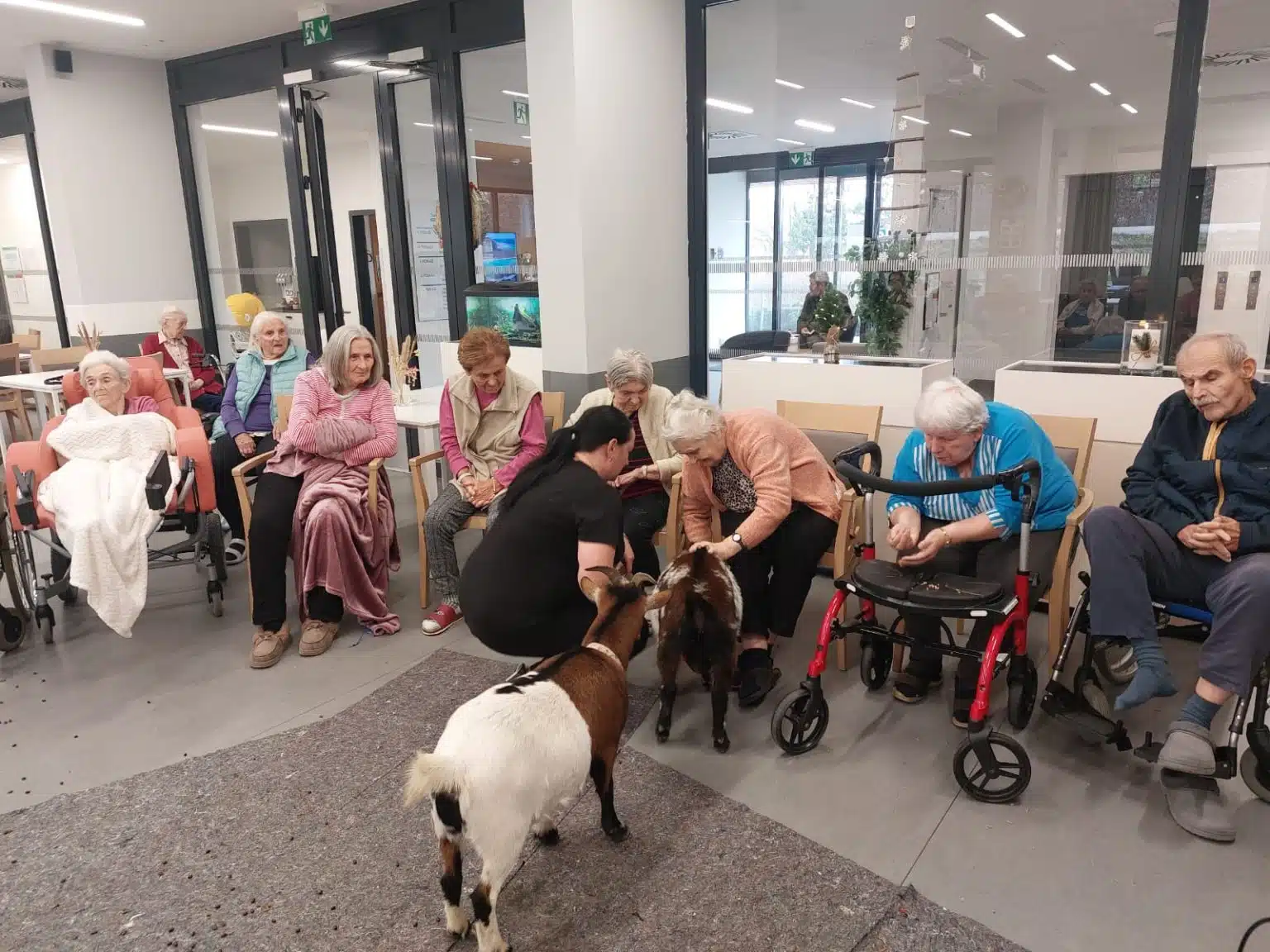 Senevida Liberec - aktivizační program