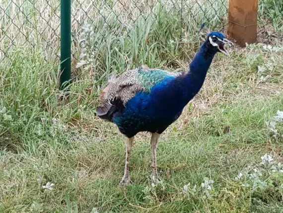 zahrada-s-jezírkem1