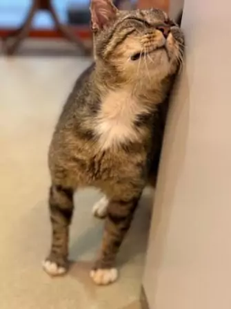 IMG-20240717-WA0001(1)