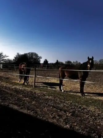 484438945_963435752602496_84892473933936173_n