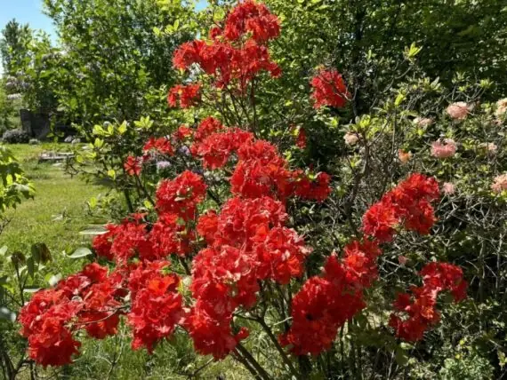 495072612_1258727935703232_5337073143008739398_n