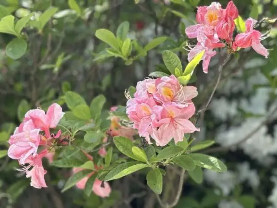 496513518_1770542197159272_5963288177494046654_n