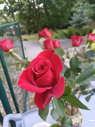 513259658_1151687553664944_4555979560694746764_n