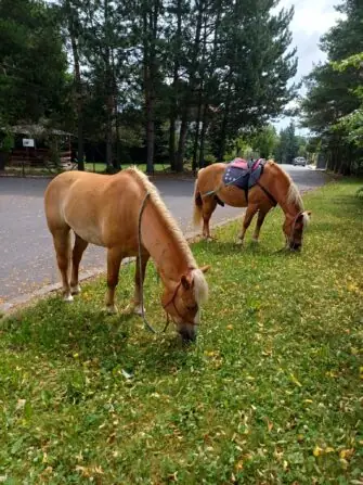 518254626_1162460335920999_6366583858475335932_n