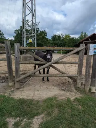 PXL_20250729_092934600