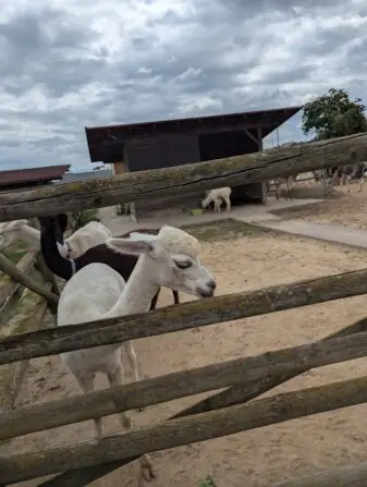 PXL_20250729_093023338