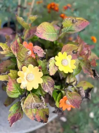 Obrázek WhatsApp, 2025-08-29 v 15.15.21_dd88ff22