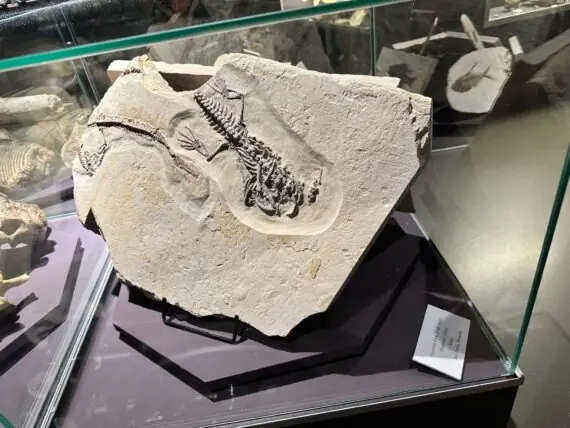 thumbnail_image6 (1)