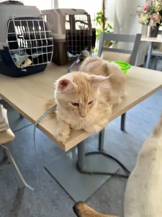 thumbnail_image6 (1)