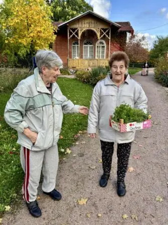 bylinky sklizeň (6)