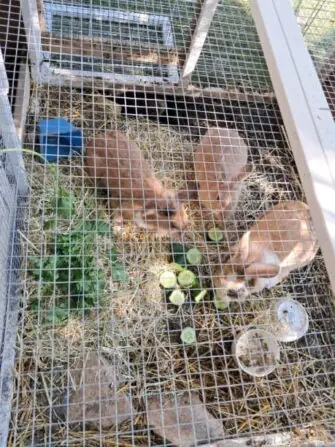 Králici Senevida Modřice