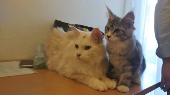 1743171632670-1536x864