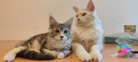 1743355984900-1536x691