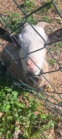 IMG-20250417-WA0005-692x1536