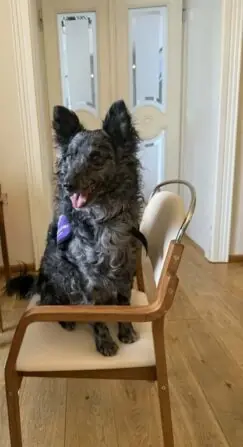 canisterapie filipov (16)