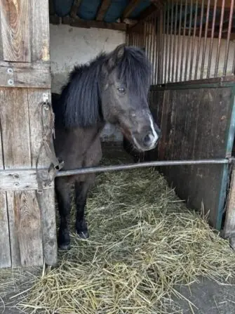 2026 03 procházka ke koním (2)