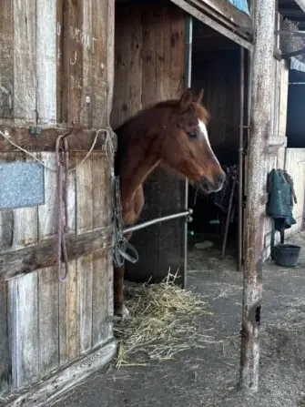 2026 03 procházka ke koním (6)