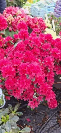 9bd6df78-00c7-4580-855f-142486950bc4