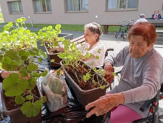 4.5. muškáty (12)