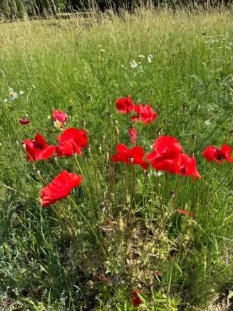 IMG-20260624-WA0016